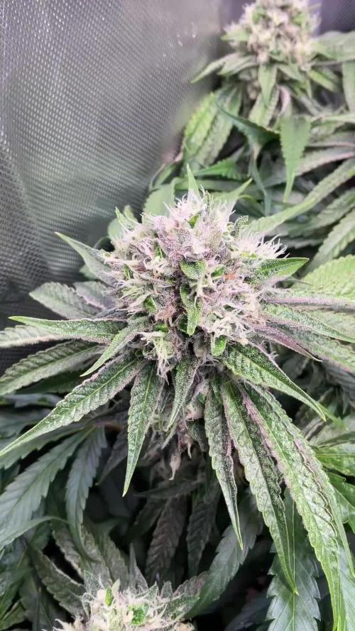 Cherry limeade Doja in living soil
