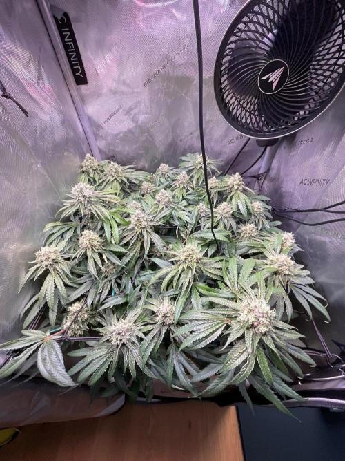Cherry limeade Doja in living soil. Week 12