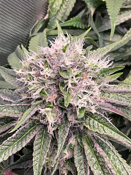 Cherry limeade Doja in living soil. Week 12