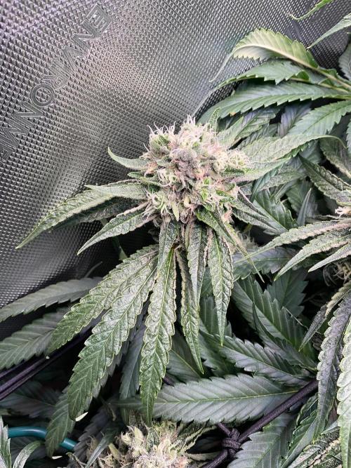 Cherry limeade Doja in living soil. Week 12