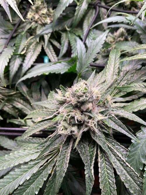 Cherry limeade Doja in living soil. Week 12