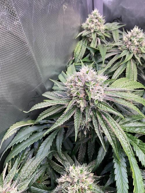 Cherry limeade Doja in living soil. Week 12
