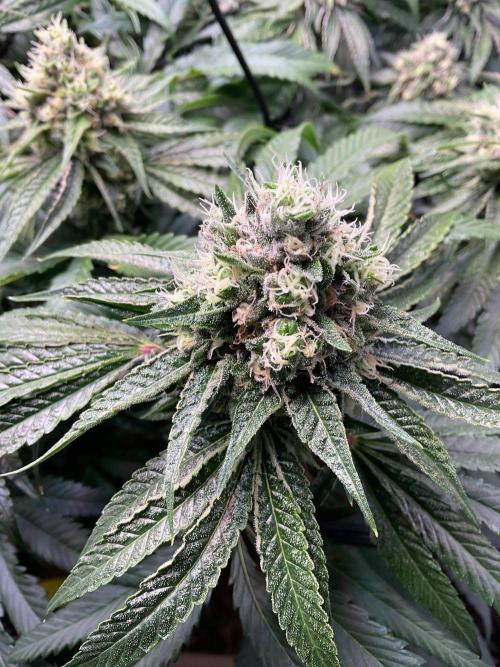 Cherry limeade Doja in living soil. Week 12