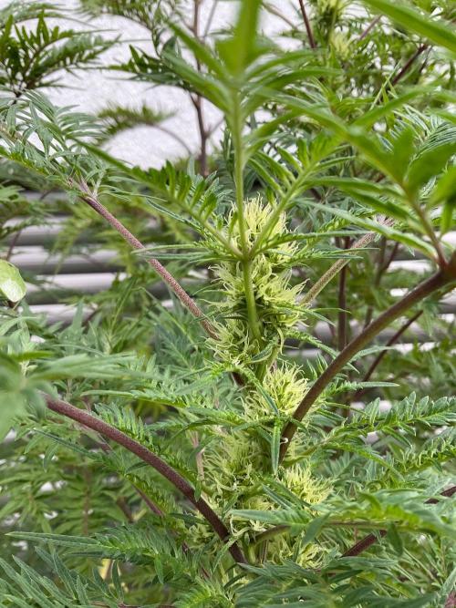 Mentha de Croco Fern-Type - TerpyZ. Week 24