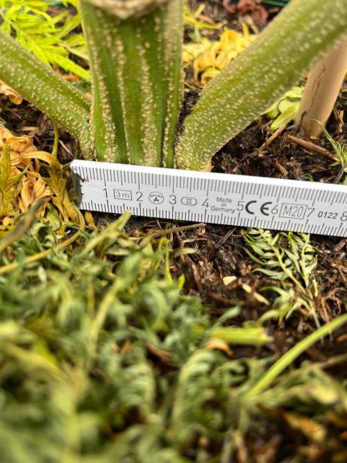 Mentha de Croco Fern-Type - TerpyZ. Week 24