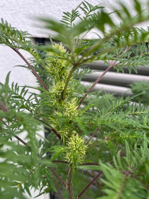 Mentha de Croco Fern-Type - TerpyZ. Week 24