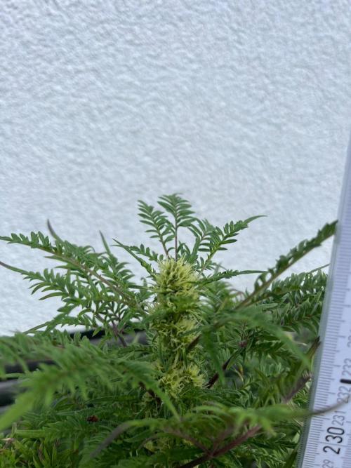 Mentha de Croco Fern-Type - TerpyZ. Week 24