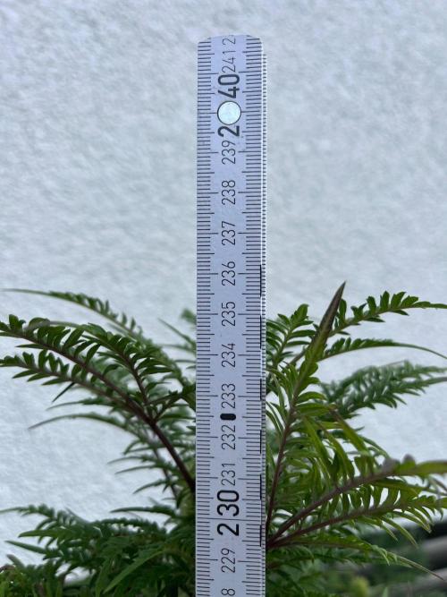 Mentha de Croco Fern-Type - TerpyZ. Week 24