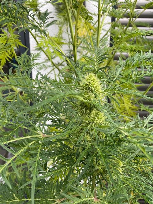 Mentha de Croco Fern-Type - TerpyZ. Week 24