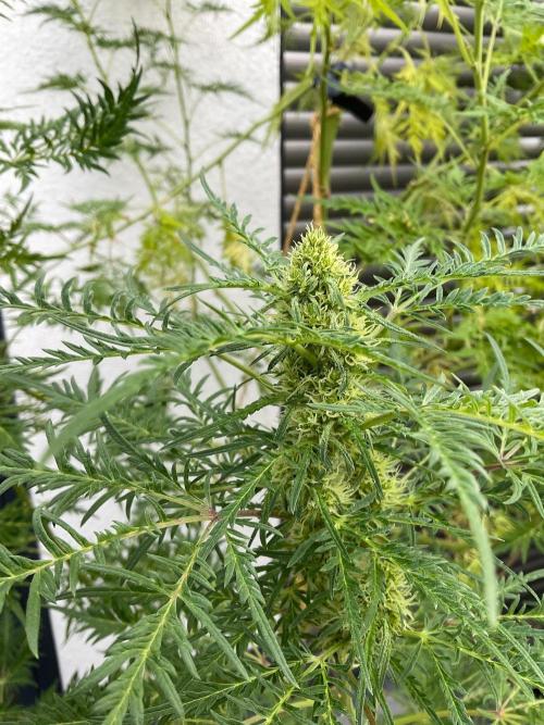 Mentha de Croco Fern-Type - TerpyZ. Week 24