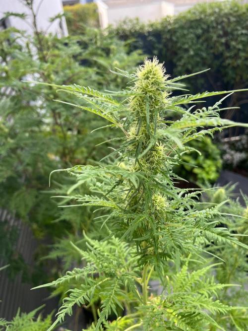 Mentha de Croco Fern-Type - TerpyZ. Week 24