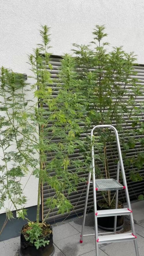 Mentha de Croco Fern-Type - TerpyZ