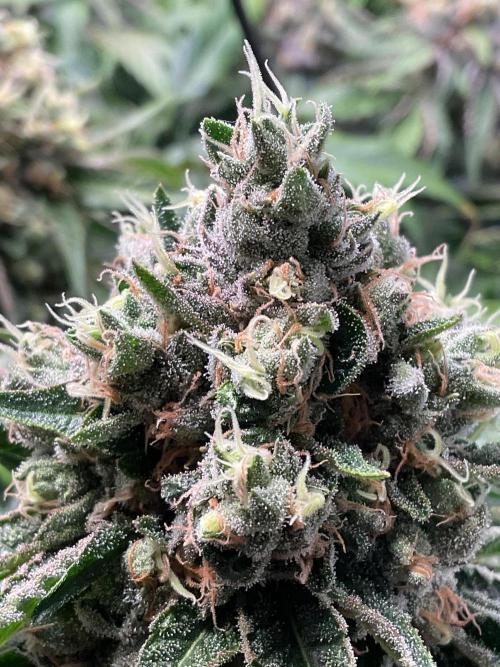 Cherry limeade Doja in living soil. Week 13