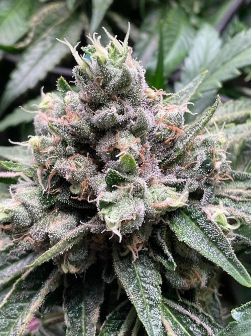 Cherry limeade Doja in living soil. Week 13