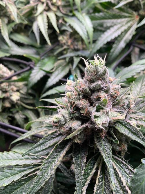 Cherry limeade Doja in living soil. Week 13