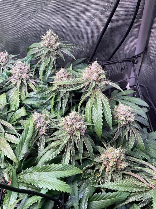 Cherry limeade Doja in living soil. Week 13