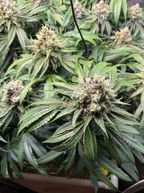 Cherry limeade Doja in living soil. Week 13