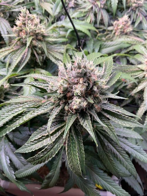 Cherry limeade Doja in living soil. Week 13