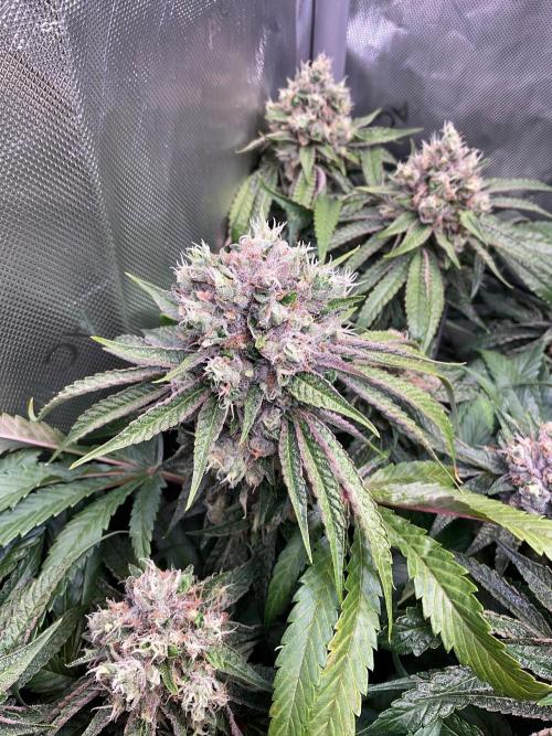 Cherry limeade Doja in living soil. Week 13