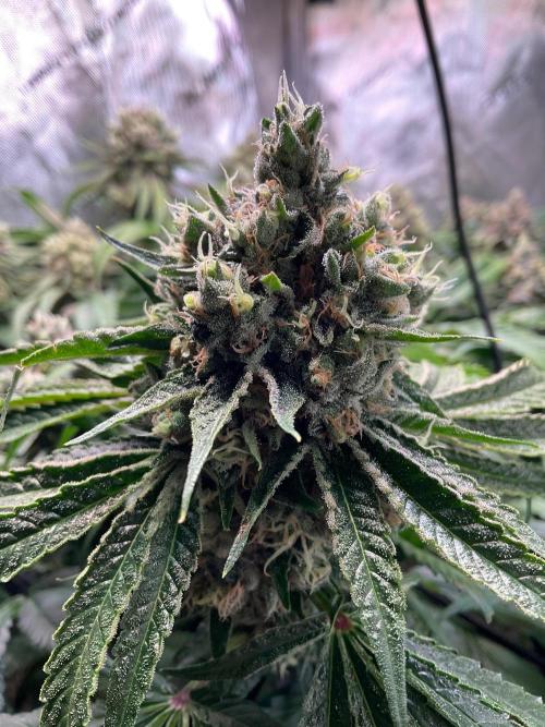 Cherry limeade Doja in living soil. Week 13