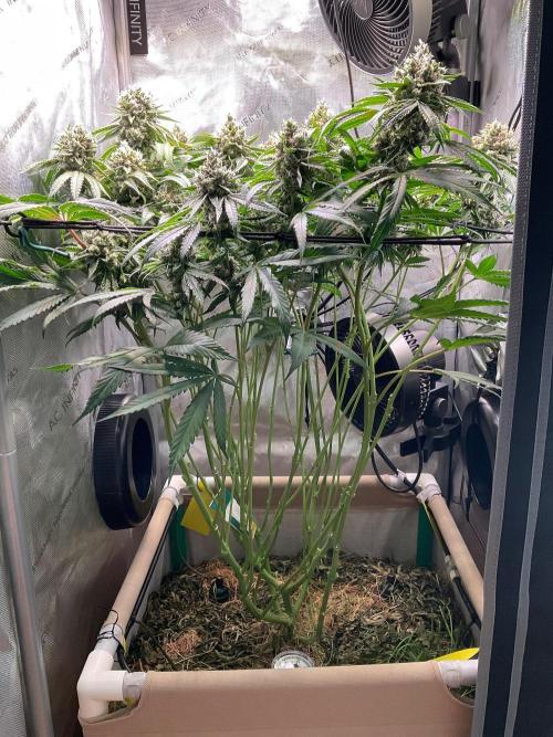 Cherry limeade Doja in living soil. Week 13