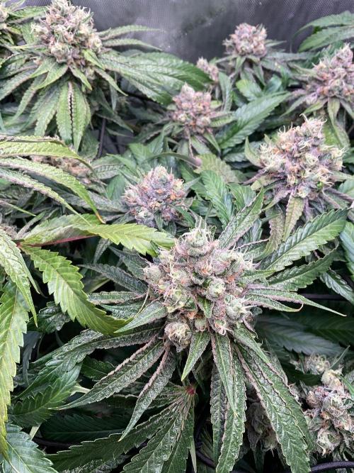 Cherry limeade Doja in living soil. Week 13