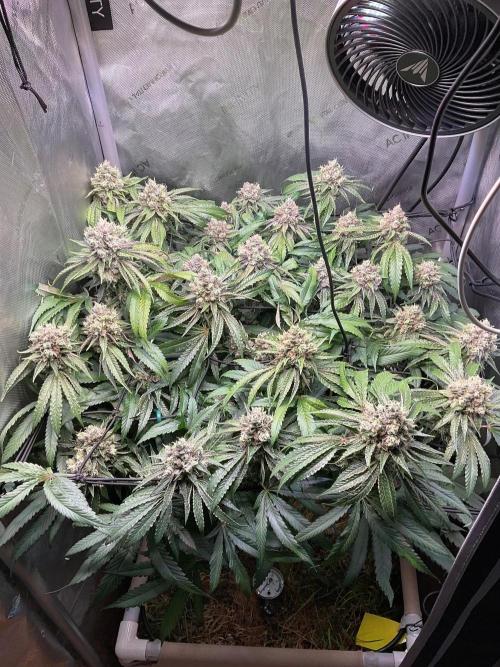 Cherry limeade Doja in living soil. Week 13