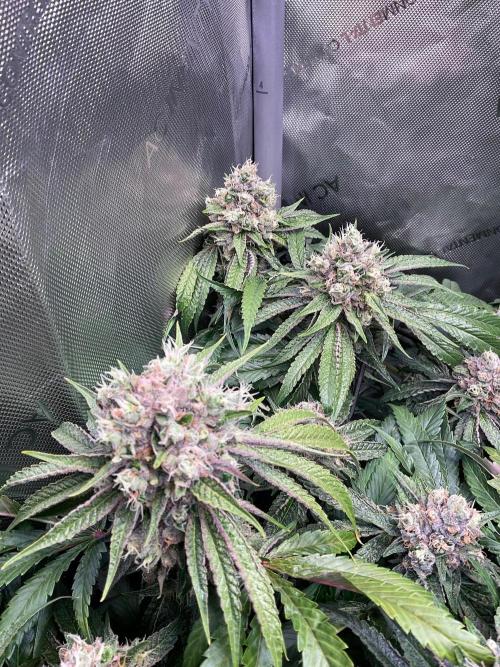 Cherry limeade Doja in living soil. Week 13