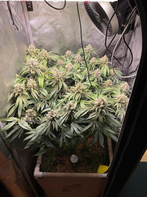 Cherry limeade Doja in living soil. Week 13