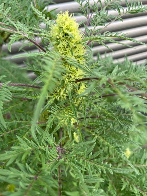 Mentha de Croco Fern-Type - TerpyZ. Week 25
