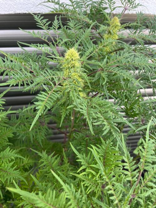 Mentha de Croco Fern-Type - TerpyZ. Week 25
