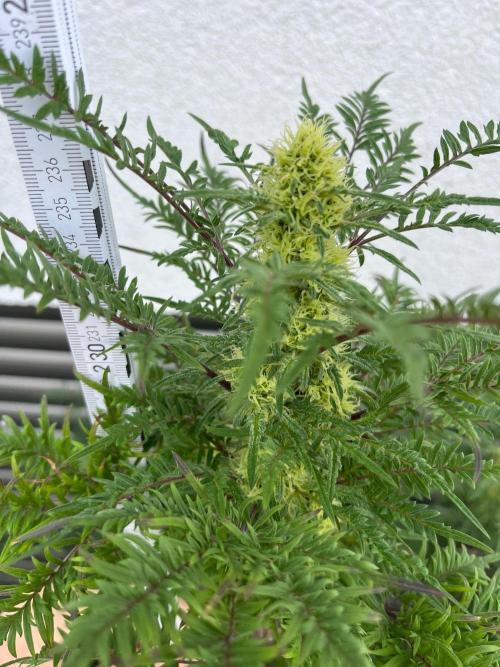 Mentha de Croco Fern-Type - TerpyZ. Week 25