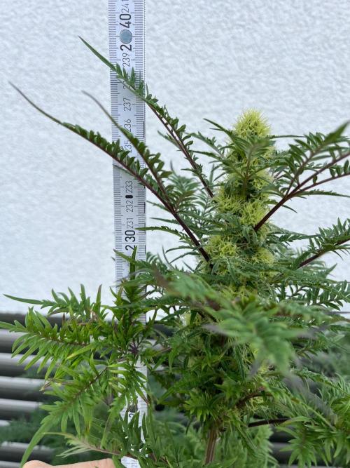 Mentha de Croco Fern-Type - TerpyZ. Week 25