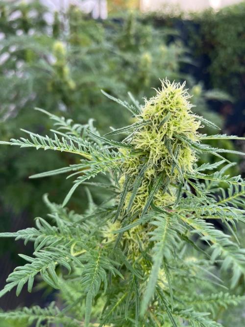 Mentha de Croco Fern-Type - TerpyZ. Week 25