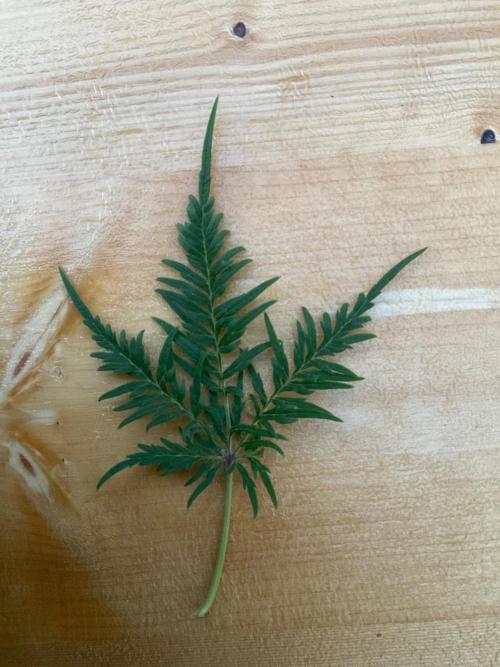 Mentha de Croco Fern-Type - TerpyZ. Week 25