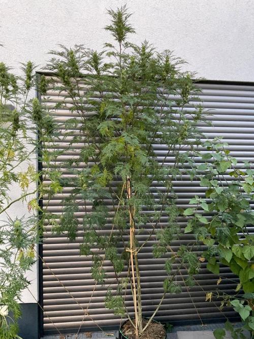 Mentha de Croco Fern-Type - TerpyZ. Week 25