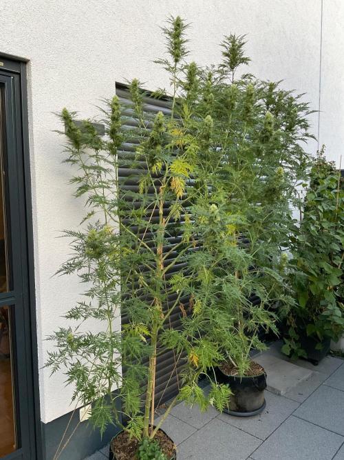 Mentha de Croco Fern-Type - TerpyZ. Week 25