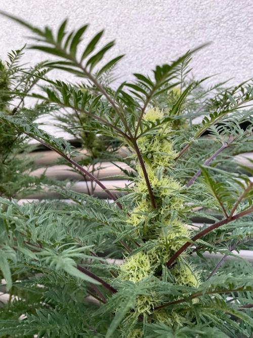 Mentha de Croco Fern-Type - TerpyZ. Week 25
