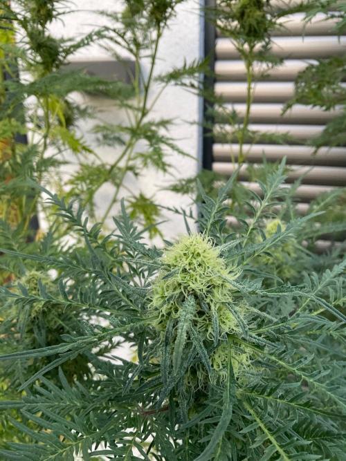 Mentha de Croco Fern-Type - TerpyZ. Week 25