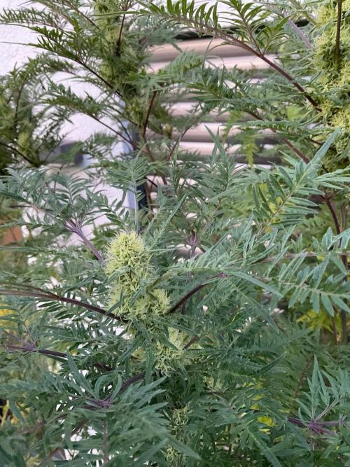 Mentha de Croco Fern-Type - TerpyZ. Week 25