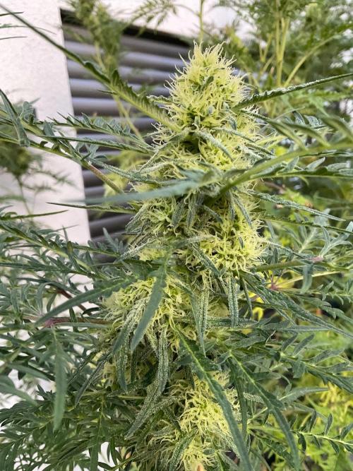Mentha de Croco Fern-Type - TerpyZ. Week 25