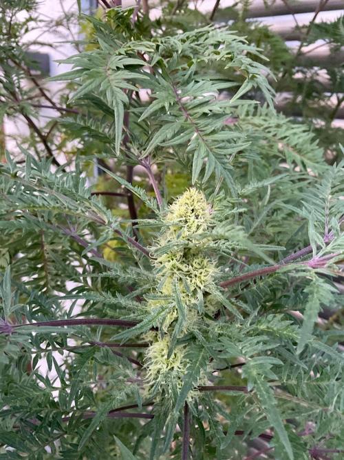 Mentha de Croco Fern-Type - TerpyZ. Week 25