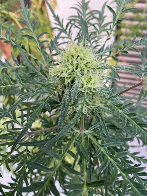 Mentha de Croco Fern-Type - TerpyZ. Week 25