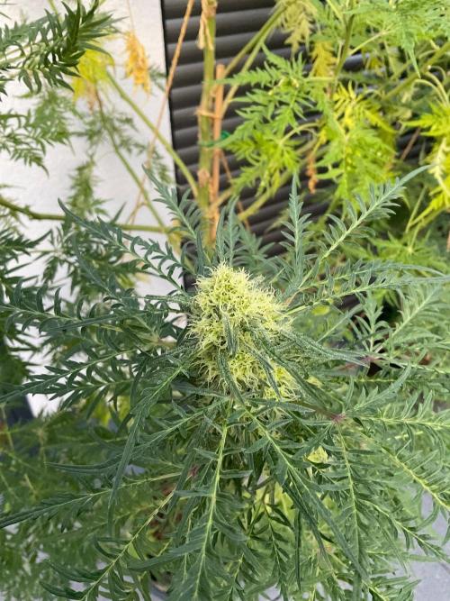 Mentha de Croco Fern-Type - TerpyZ. Week 25