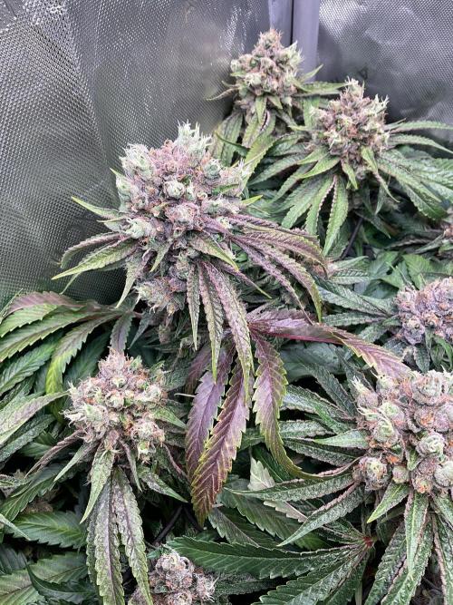 Cherry limeade Doja in living soil. Week 14