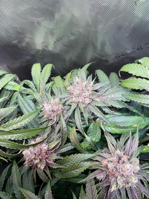 Cherry limeade Doja in living soil. Week 14