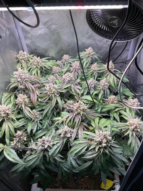 Cherry limeade Doja in living soil. Week 14