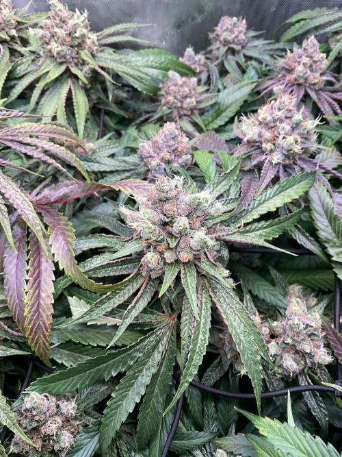 Cherry limeade Doja in living soil. Week 14