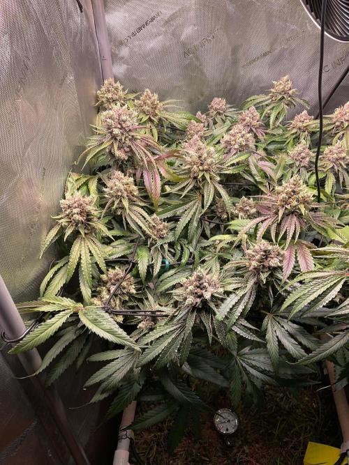 Cherry limeade Doja in living soil. Week 14