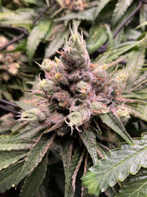 Cherry limeade Doja in living soil. Week 14